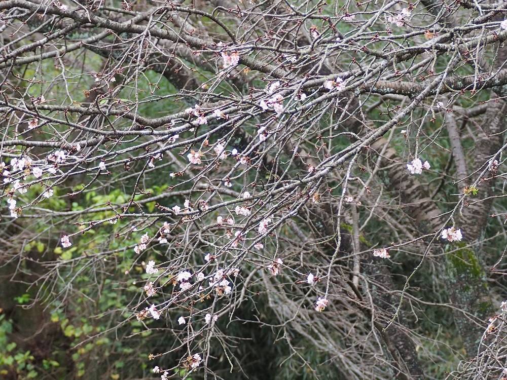 十月の桜の写真