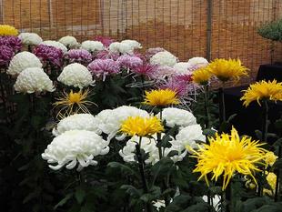 菊の展示スタート