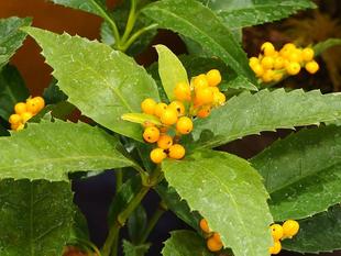 イマジネーション