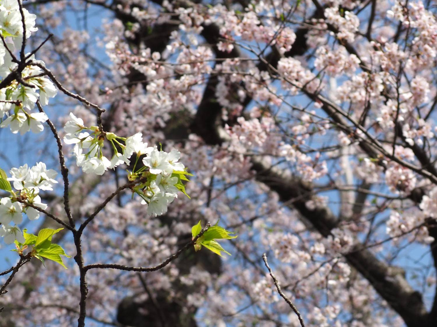 2022/3/28 桜開花状況の写真