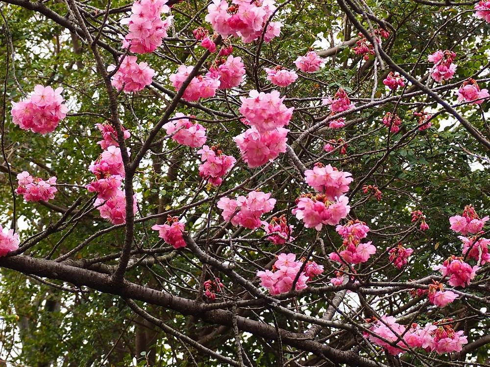 2022/3/26桜開花状況の写真