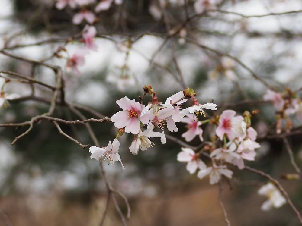 3/16桜開花状況の写真