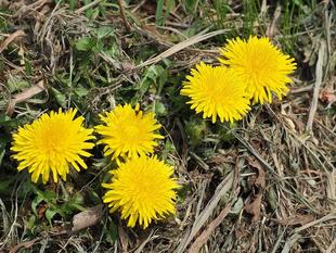 くだもの園の黄色