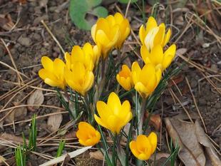 ハナサフランの仲間