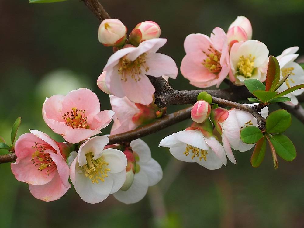 桜以外の写真