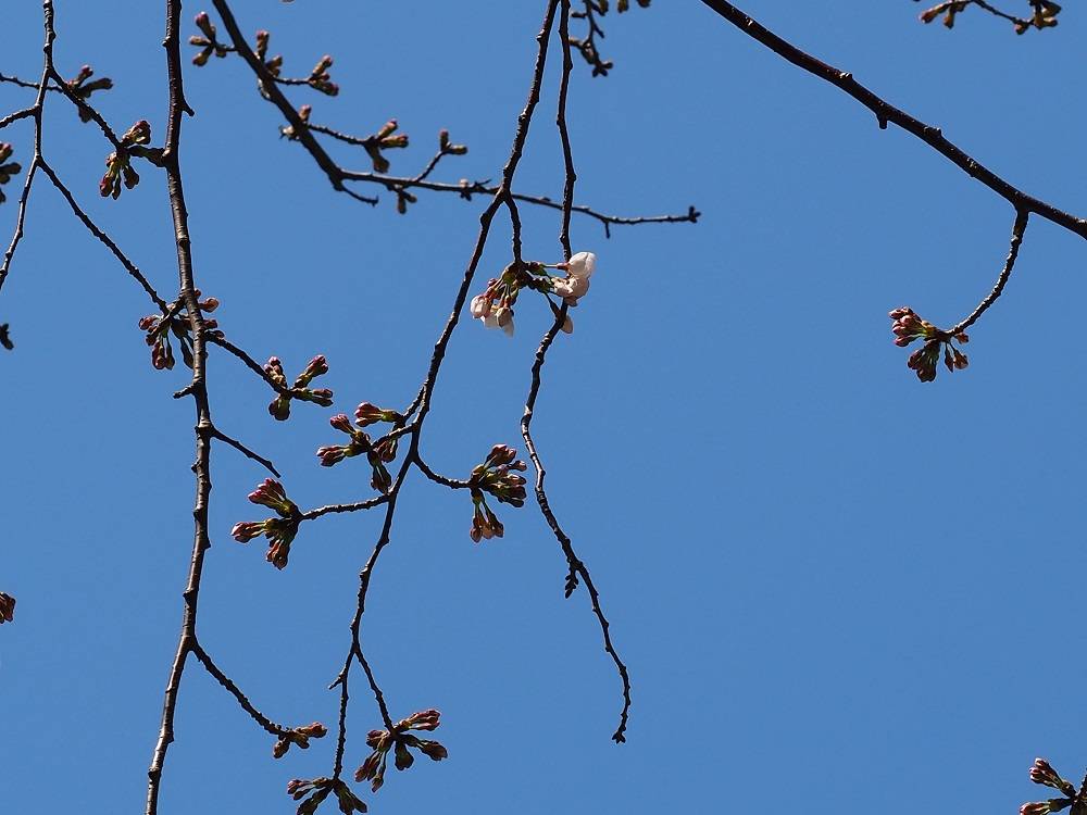 3/24　桜開花状況の写真
