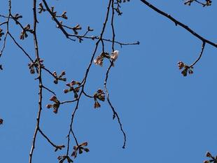 3/24　桜開花状況