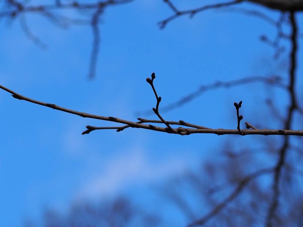 3/2桜開花状況の写真