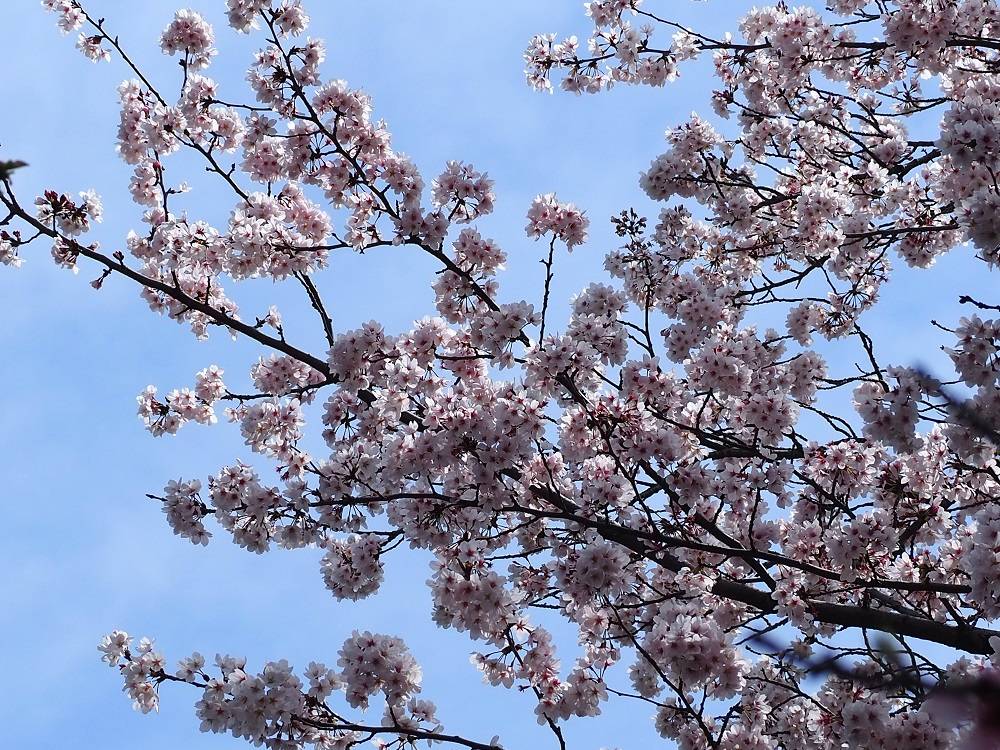 2022/4/2 桜開花状況の写真