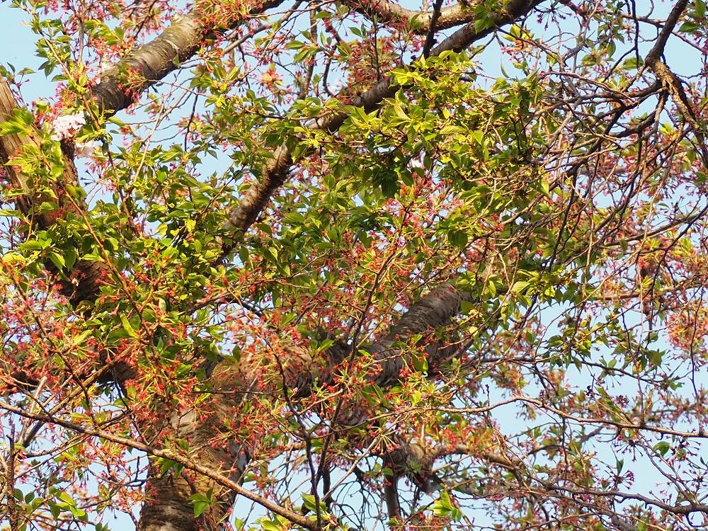 2022/4/11　桜開花状況の写真