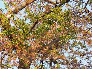 2022/4/11　桜開花状況