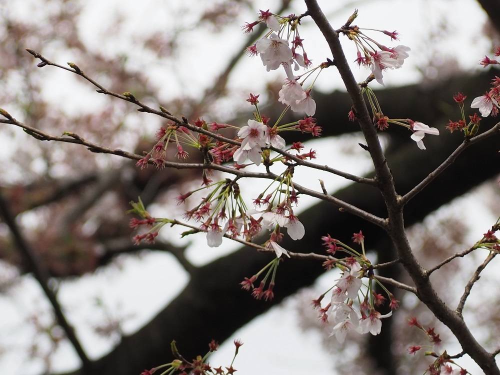 2022/4/5 桜開花状況の写真
