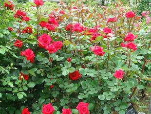 品種によっては見頃を迎えたバラ園