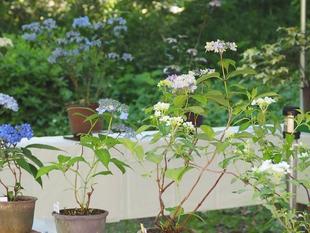 ヤマアジサイたち