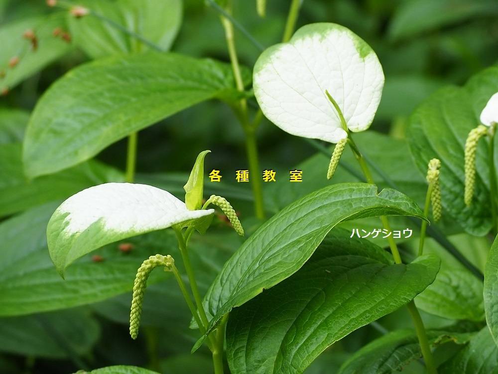 各種教室開催のお知らせの写真