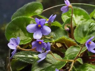 アフリカスミレを通して