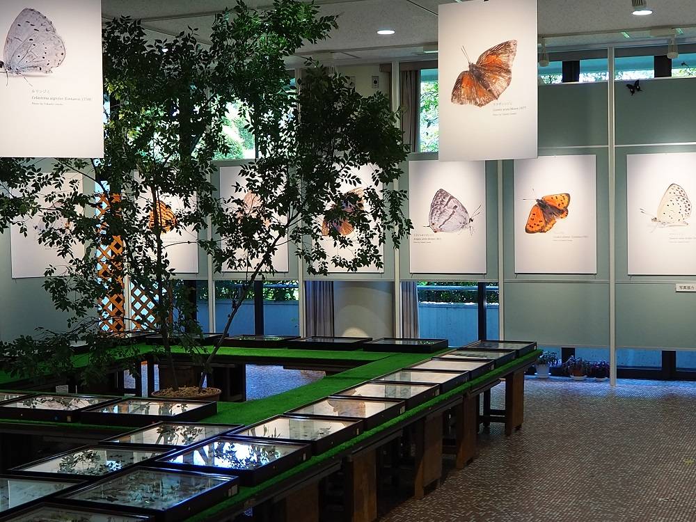 「昆虫と植物展」開催のお知らせの写真
