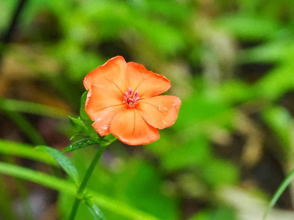 野草園のナデシコたちの写真
