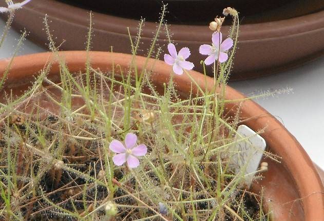 今年も食虫植物やってます。の写真