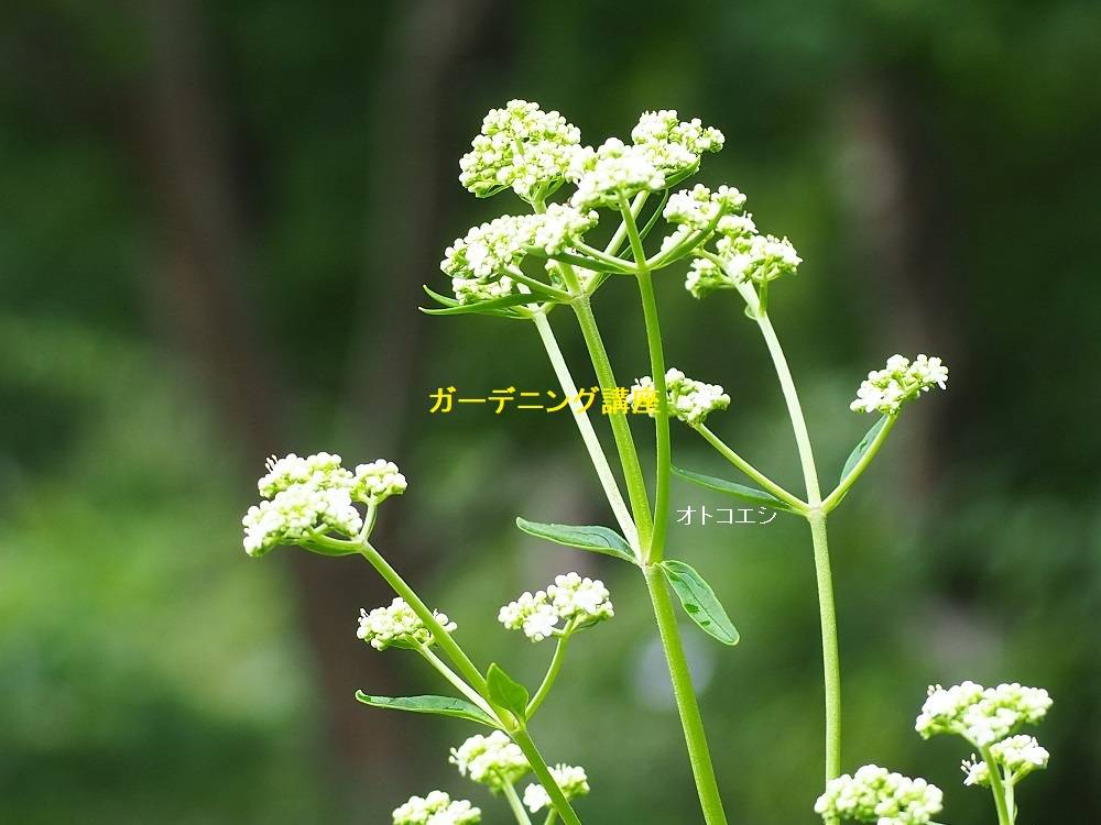 ガーデニング講座のお知らせ イベント 講座 教室情報 こども植物園公式サイト 公益財団法人 横浜市緑の協会