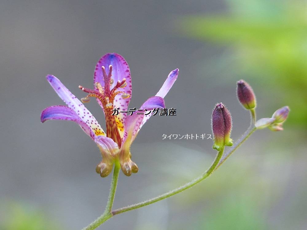 ガーデニング講座のお知らせ イベント 講座 教室情報 こども植物園公式サイト 公益財団法人 横浜市緑の協会