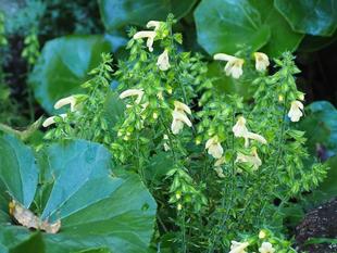 日本産サルビア