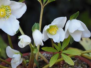 メリークリスマス　!