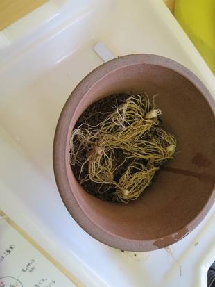 サクラソウを育てよう