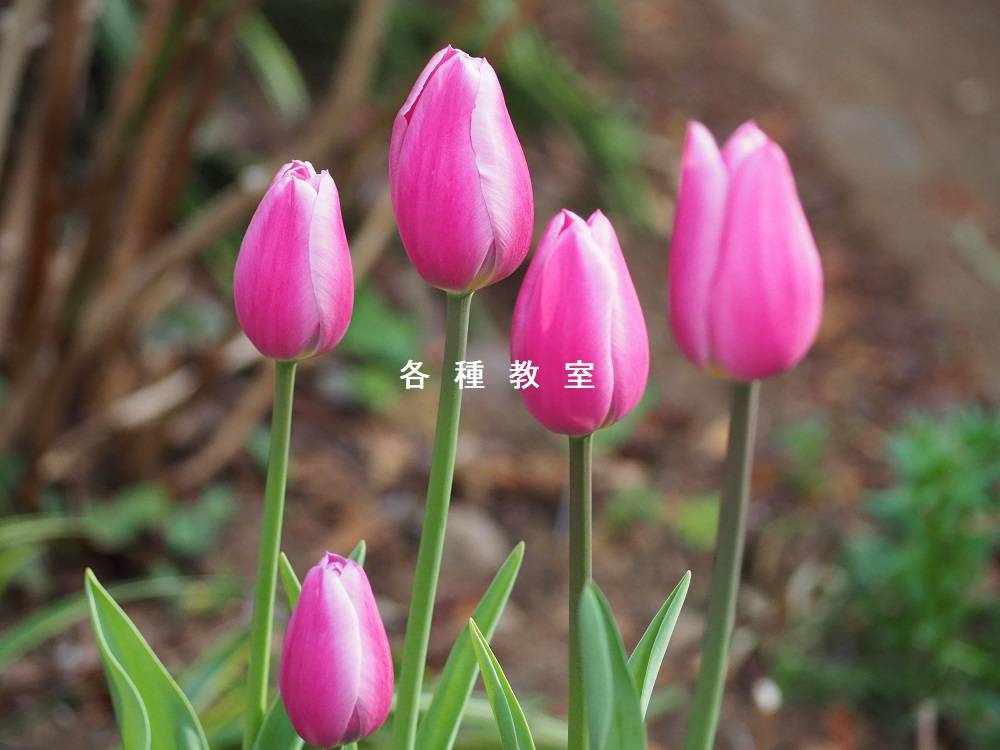 令和5年度「各種教室」のお知らせの写真