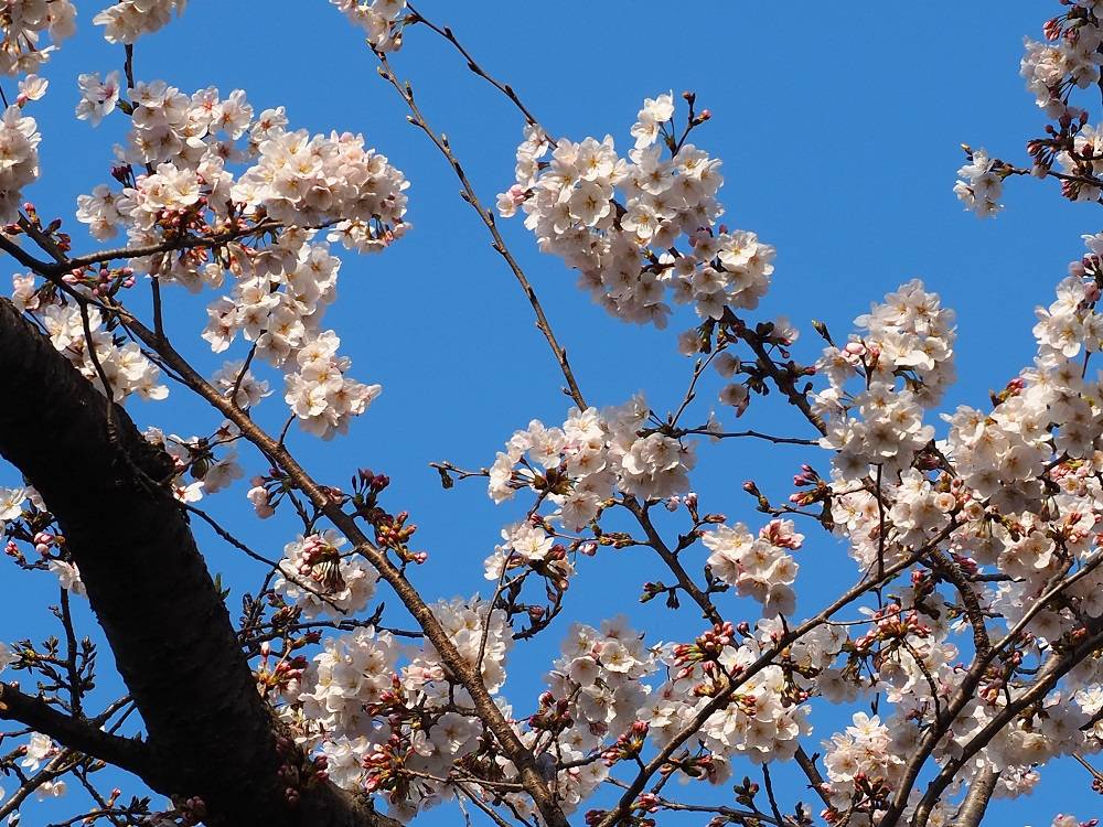 桜開花情報【2023年3月22日】の写真