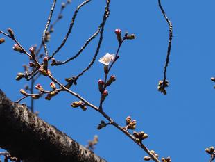 桜開花情報【2023年3月15日】