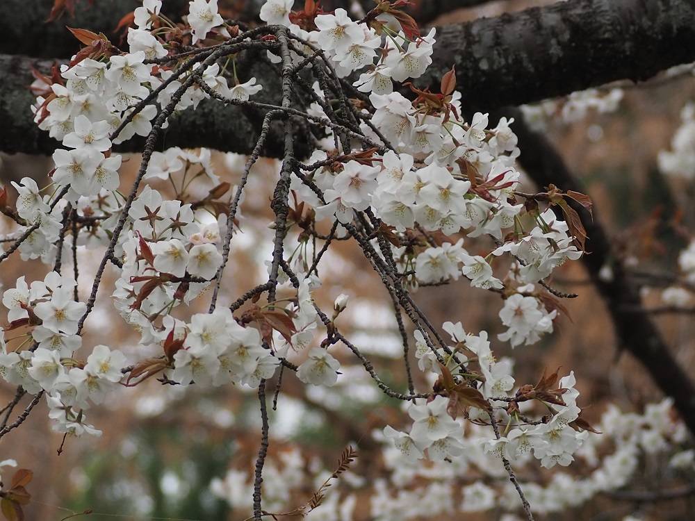 桜開花情報【2023年3月13日号】の写真