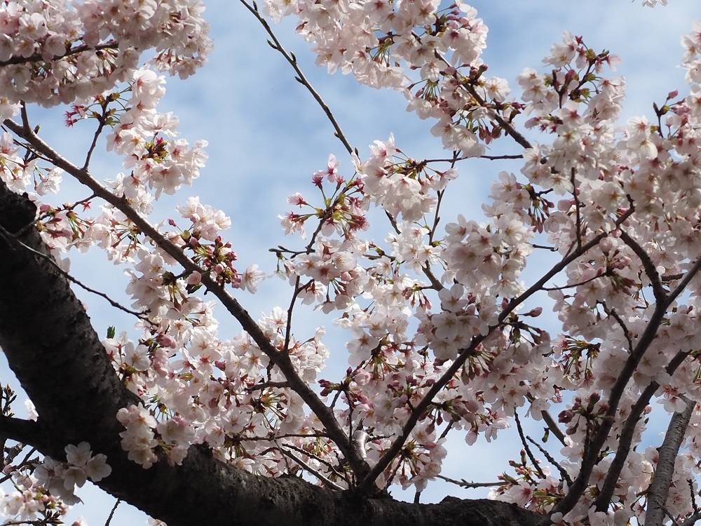 桜開花情報【2023年3月24日】の写真
