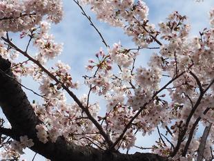 桜開花情報【2023年3月24日】