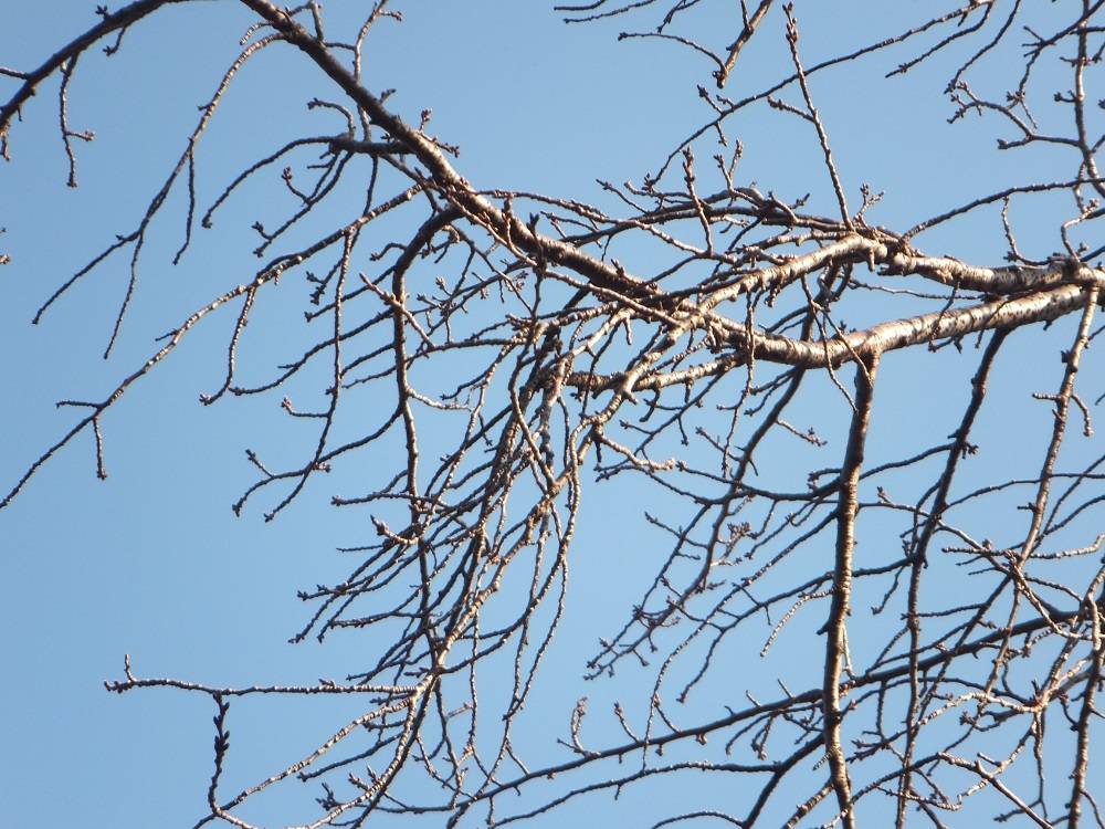 桜開花情報【2023年3月4日号】の写真