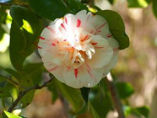 江戸のツバキたち