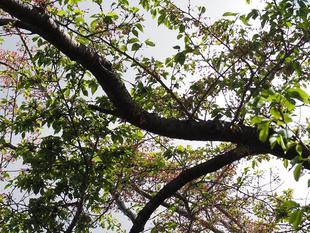 桜開花情報【2023年4月8日】