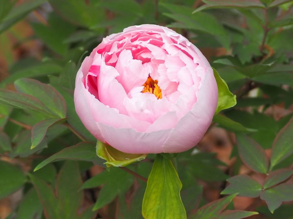 早すぎる開花の写真