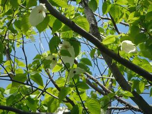 花木園の「ハンカチノキ」にたくさんの花が咲いています