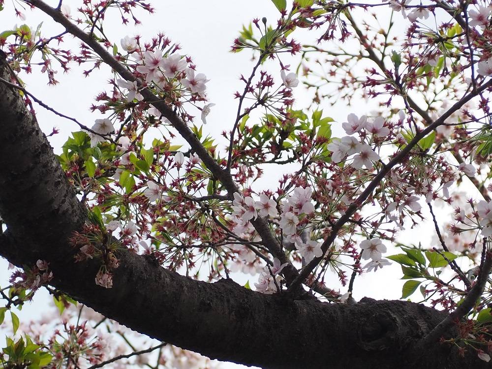桜開花情報【2023年4月3日】の写真