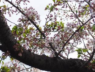桜開花情報【2023年4月3日】