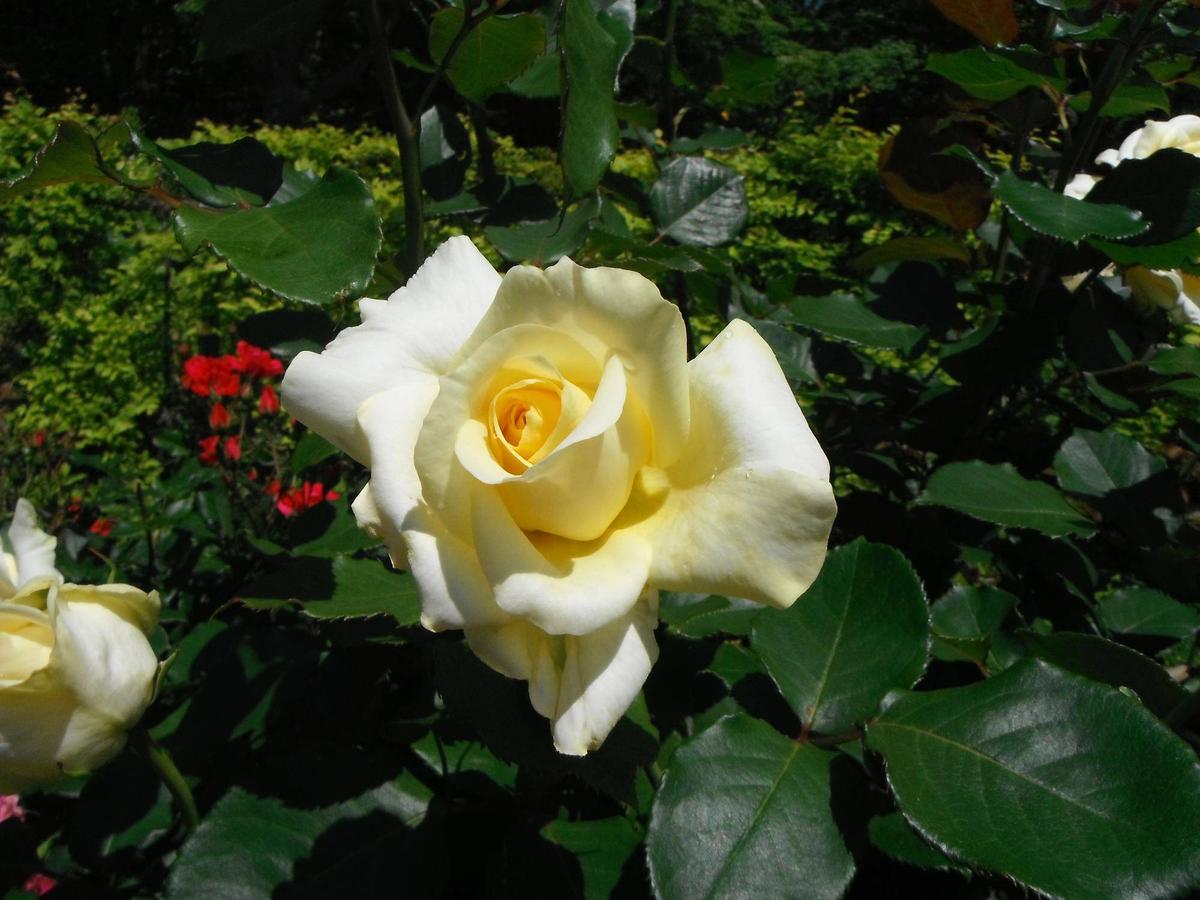 BBM 96 横浜 ローズ 094e4dd1ec0416a0.jpg?2023101601