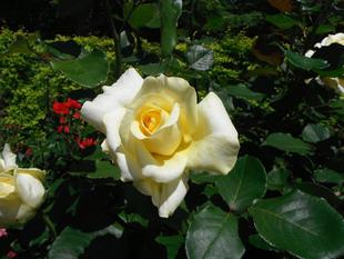 モダンローズもオールドローズも見ごろを迎えています