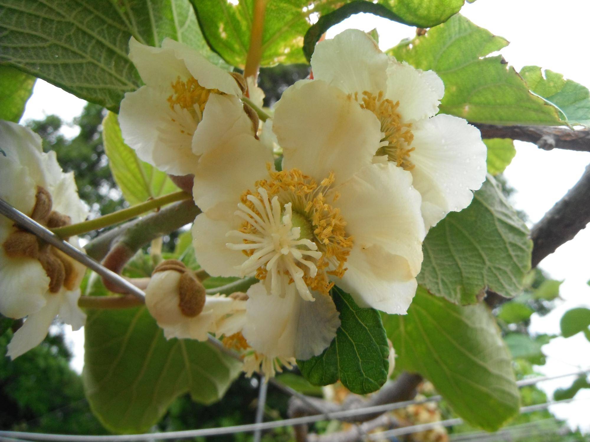 くだもの園の木々にも花が咲いていますの写真