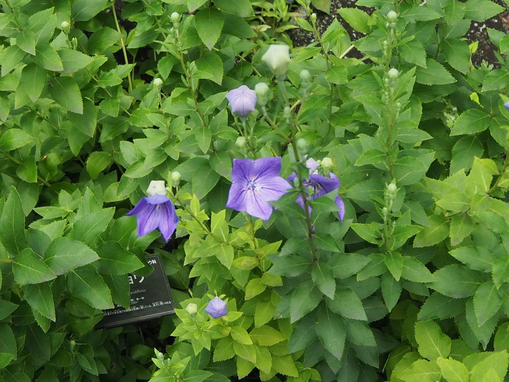 キキョウの開花は「秋」じゃない⁉の写真