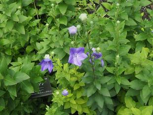 キキョウの開花は「秋」じゃない⁉