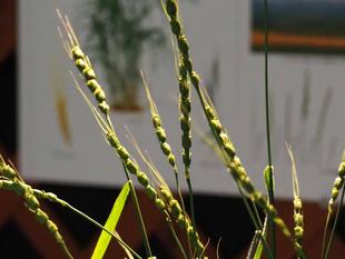 パンコムギの祖先野生種を展示中