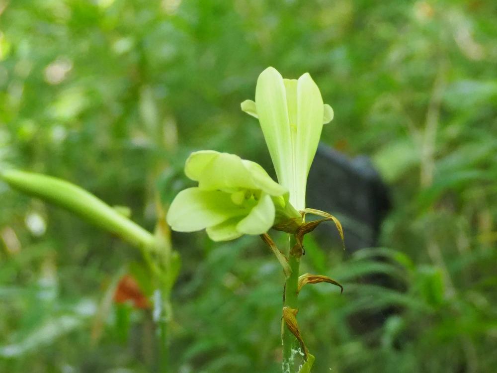 ウバユリが開花しましたの写真