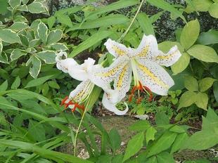 ヤマユリが咲き出しました