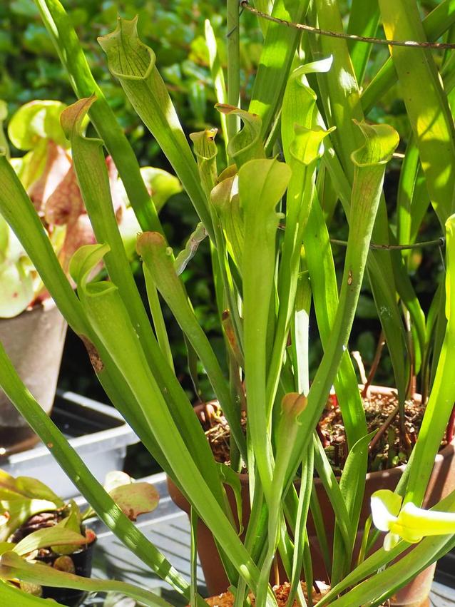 ヘイシソウ4.jpgのサムネイル画像